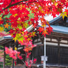 神護寺の紅葉