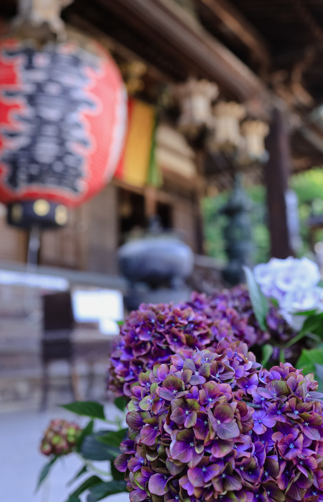 アジサイ寺