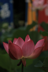 蓮　革堂行願寺にて