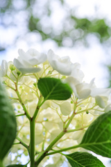 京都　梅宮大社