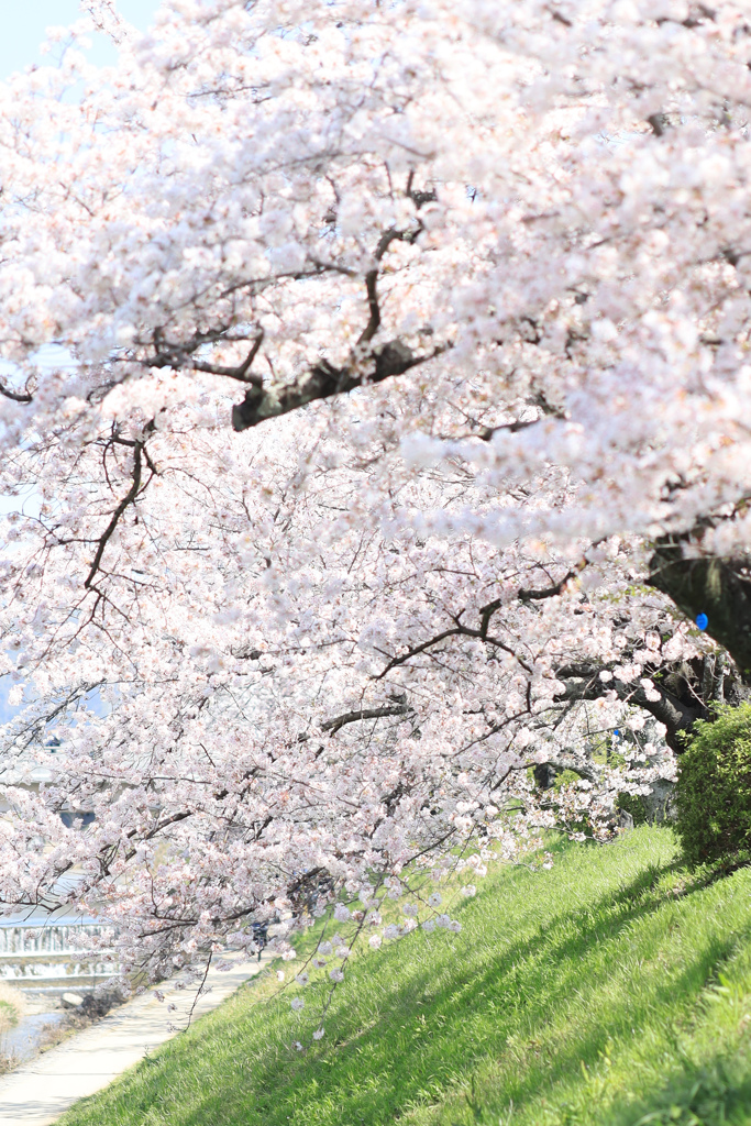 桜の高野川