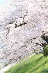 桜の高野川