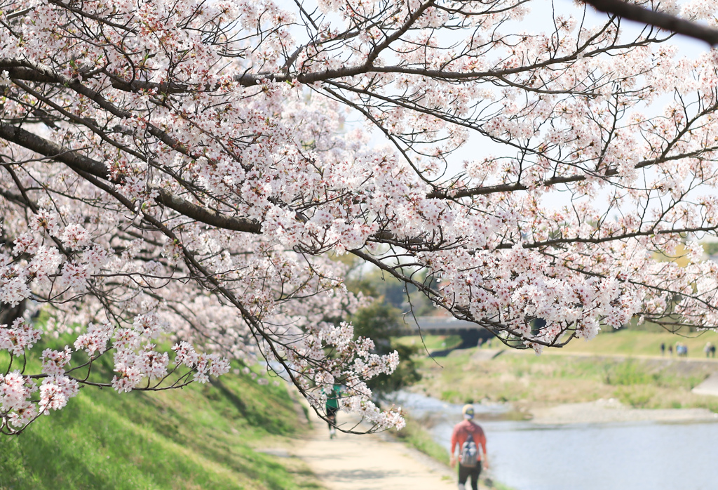 桜の散歩道