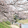 桜の散歩道