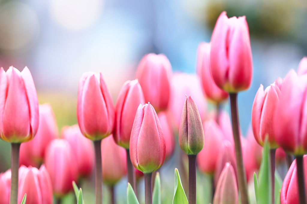 アイスチューリップ