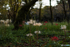平野神社の白い彼岸花