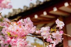 ハッピーピンク!