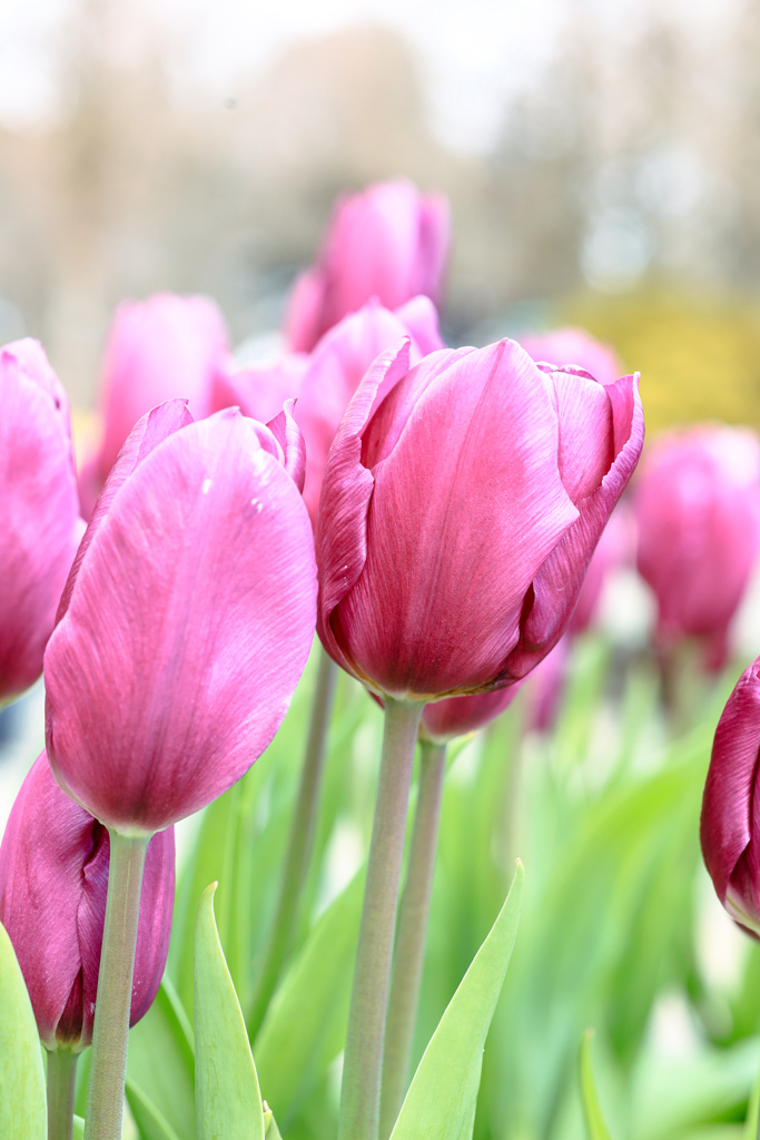 アイスチューリップ