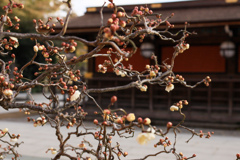 北野天満宮に咲く梅の花