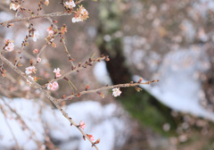 雪のニ季咲桜