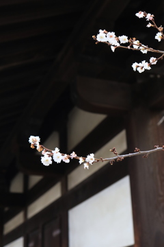 凛として〜寒咲桜