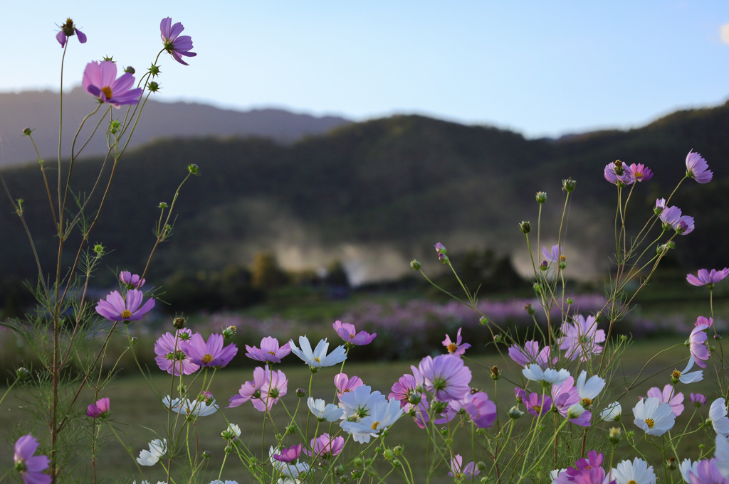 秋桜