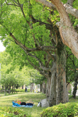 風薫る