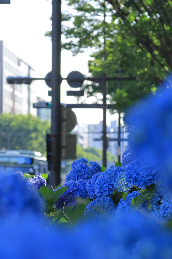 紫陽花咲く街角