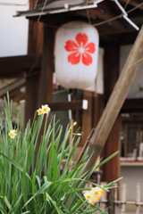 平野神社の水仙