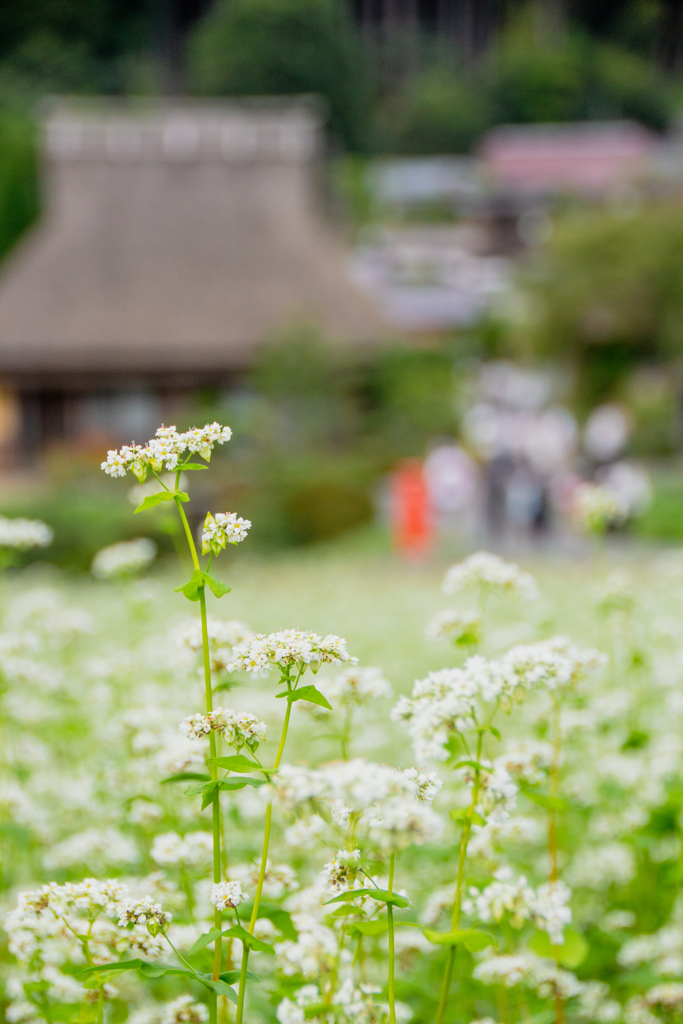 京都美山　かやぶきの里