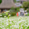 京都美山　かやぶきの里