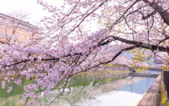 疏水の桜