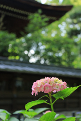 すっかり夏日