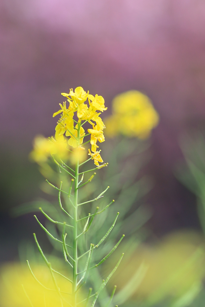 菜の花