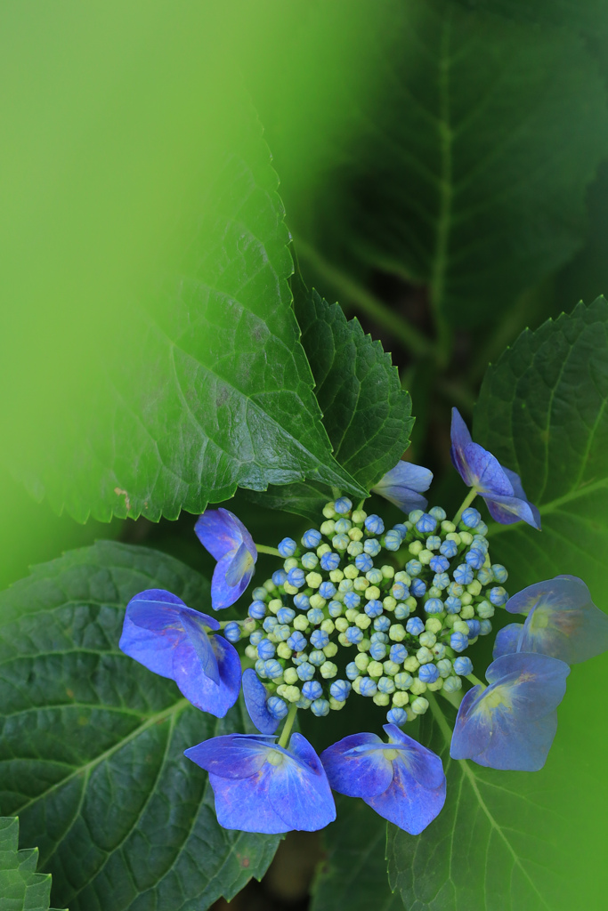 紫陽花