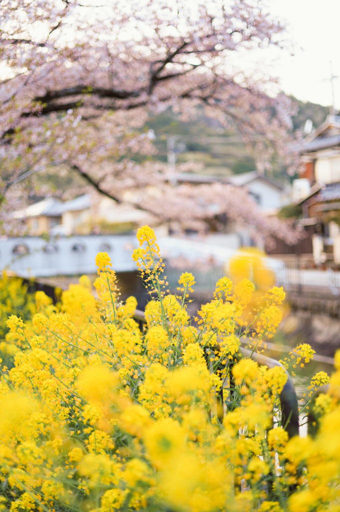 春の散歩道