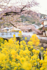 春の散歩道
