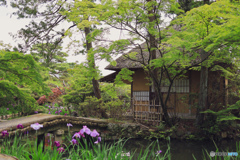 京都　梅宮大社