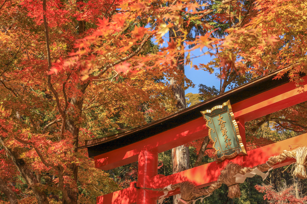 紅葉の大原野神社