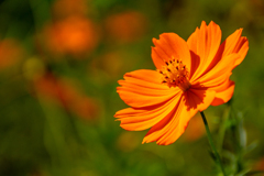 京都美山　かやぶきの里で