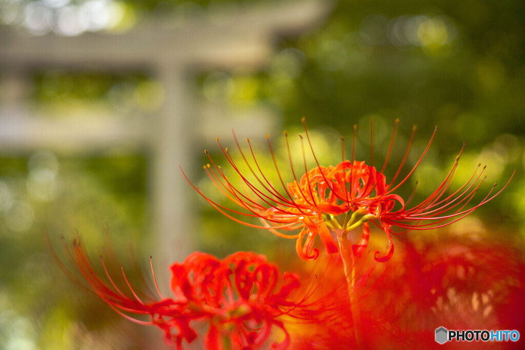 若宮八幡宮の彼岸花