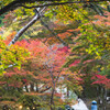 高尾山の紅葉