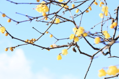 立春の空に蝋梅が輝く