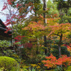 天授庵の紅葉