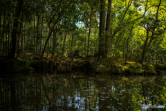 京都天授庵の新緑