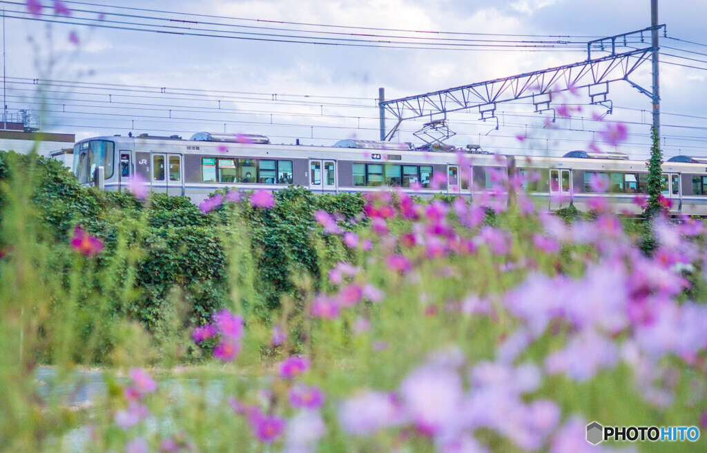 電車とコスモス