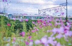 電車とコスモス