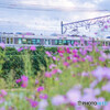 電車とコスモス