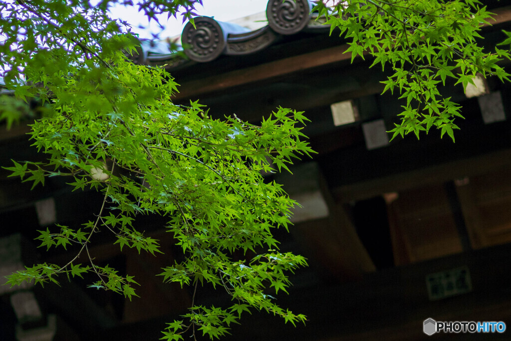 高台寺のもみじ