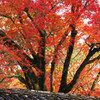 溢れる紅葉