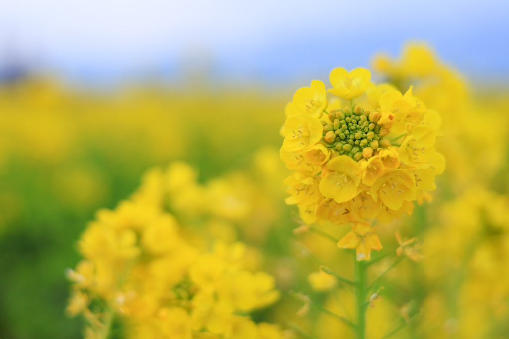 早春の菜の花