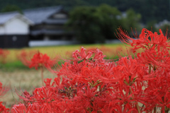 彼岸花の咲く村