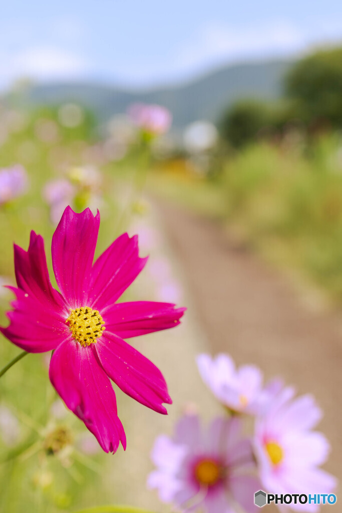 コスモスの咲く小径