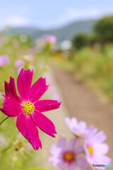 コスモスの咲く小径