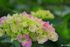 京都　梅宮大社