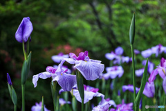 京都　梅宮大社