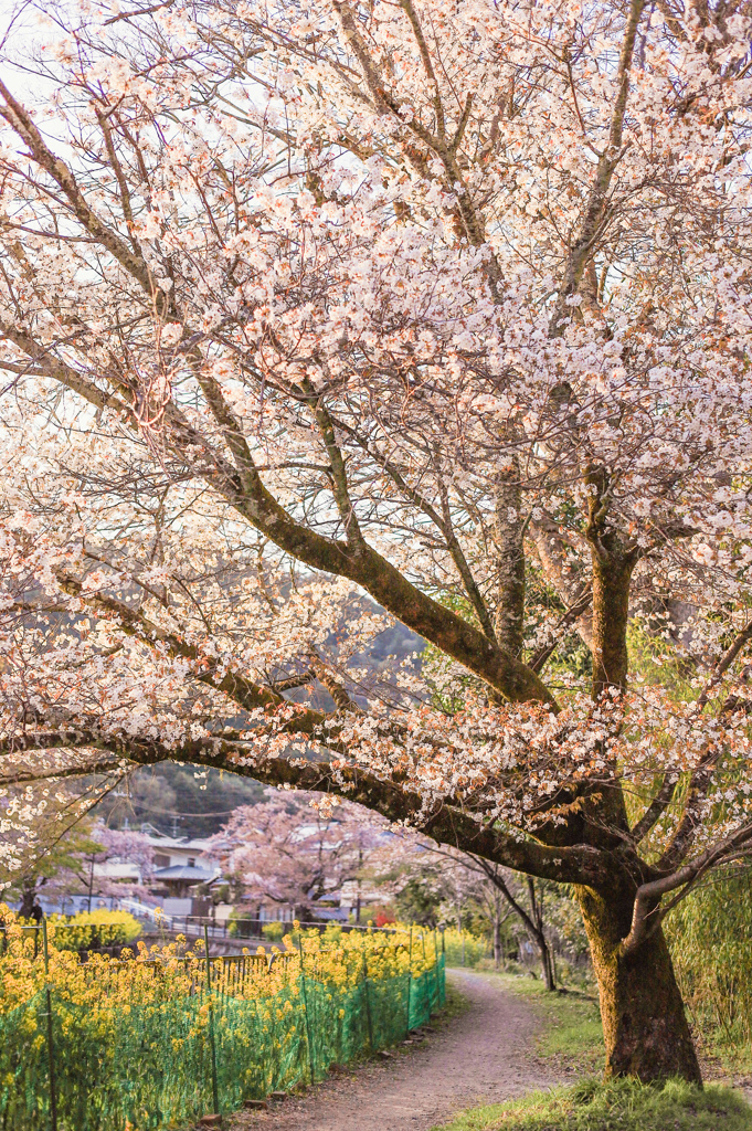 桜咲く帰り道