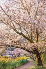 桜咲く帰り道