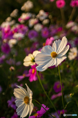 般若寺のコスモス