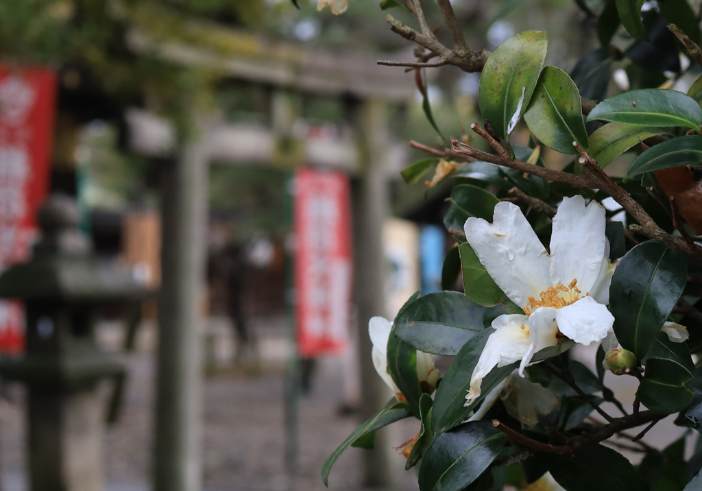 雨の境内にサザンカが咲く。